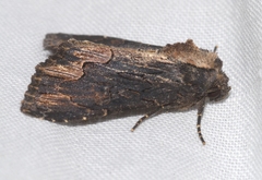 Dypterygia scabriuscula