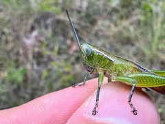 Floritettix borealis