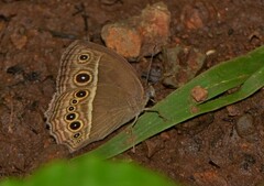Mycalesis