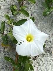 Ipomoea imperati