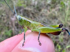 Floritettix borealis