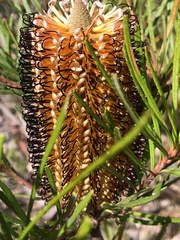Banksia cunninghamii
