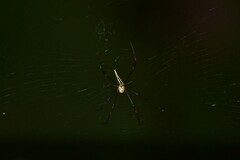 Nephila