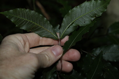 Polyscias sambucifolia