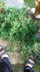 Chenopodium ficifolium