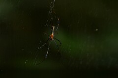 Nephila