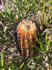 Banksia cunninghamii