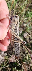 Locusta migratoria