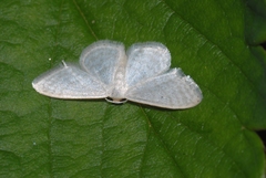 Idaea subsericeata