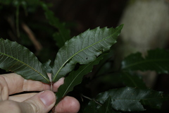 Polyscias sambucifolia