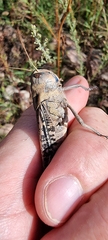 Locusta migratoria