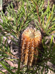 Banksia cunninghamii