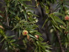 Melichrus urceolatus