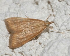 Udea ferrugalis