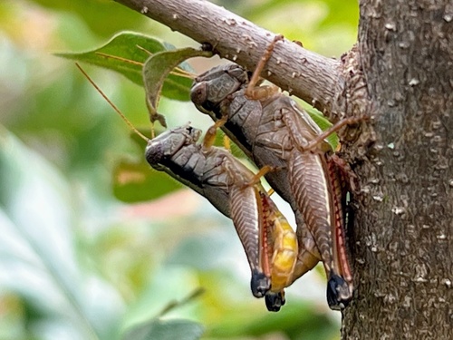 Oak-loving Locust