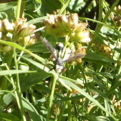 Physocephala furcillata