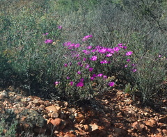 Drosanthemum