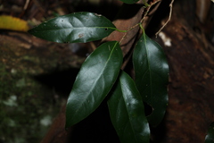 Cryptocarya erythroxylon