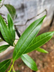 Anodendron affine