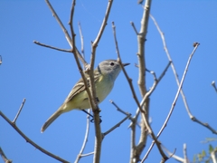 Inezia inornata