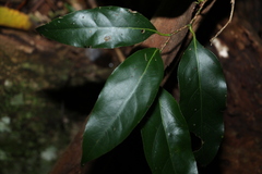 Cryptocarya erythroxylon