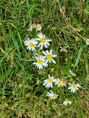 Tripleurospermum inodorum