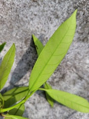 Anodendron affine