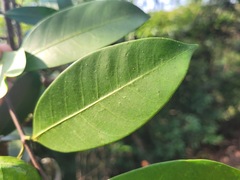 Anodendron affine