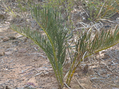 Macrozamia polymorpha