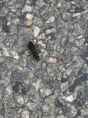 Ocypus olens