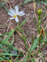 Tripleurospermum inodorum