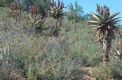 Aloe ferox