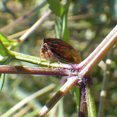 Stictocephala basalis