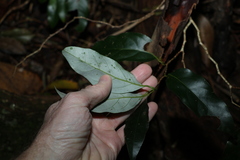 Cryptocarya erythroxylon
