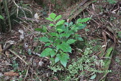 Dysoxylum spectabile