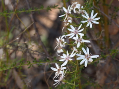 Olearia