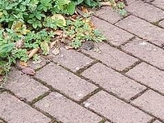 Apodemus sylvaticus