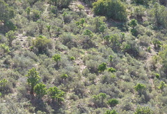 Tylecodon paniculatus