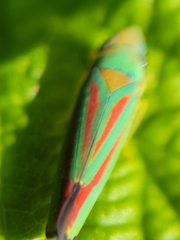 Graphocephala fennahi