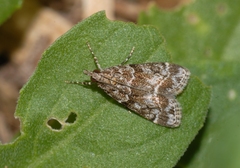 Eudonia mercurella