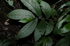 Elatostema reticulatum