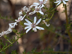Olearia
