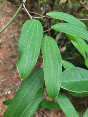 Dioscorea cirrhosa