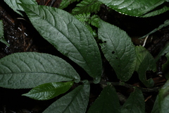 Elatostema reticulatum