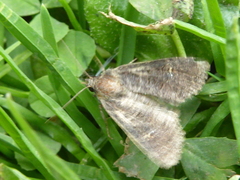 Noctuinae