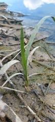 Sparganium emersum