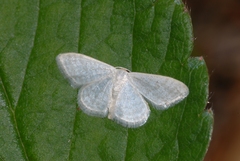 Idaea subsericeata