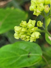 Clerodendrum cyrtophyllum