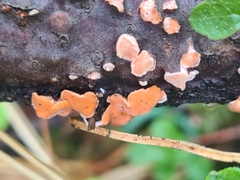 Aleurodiscus amorphus