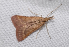 Synaphe punctalis